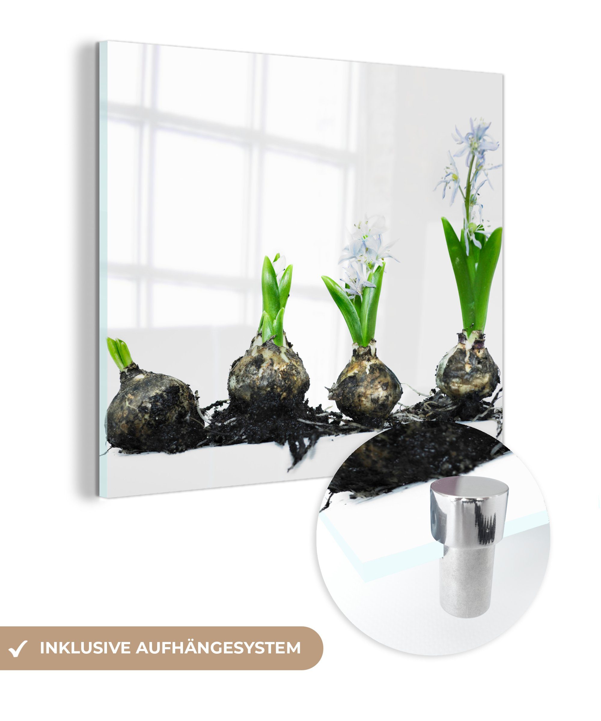 MuchoWow Acrylglasbild Zur Blüte wachsende Zwiebel, (1 St), Glasbilder - Bilder auf Glas Wandbild - Foto auf Glas - Wanddekoration