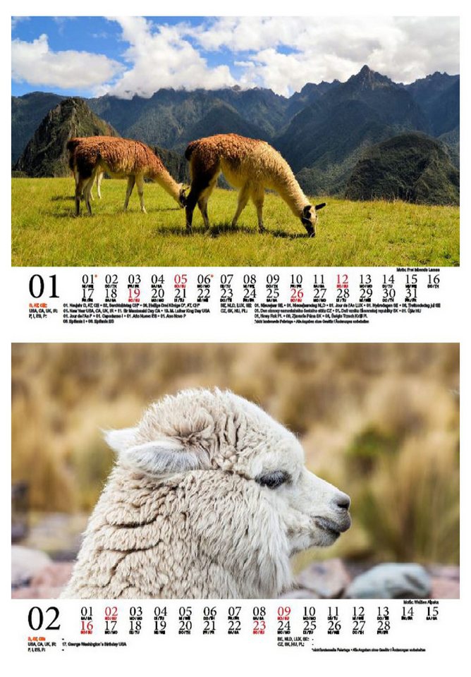 Thumbnail - Seelenzauber Wandkalender Lamazauber DIN A5 Kalender für 2025 Lama Alpaka