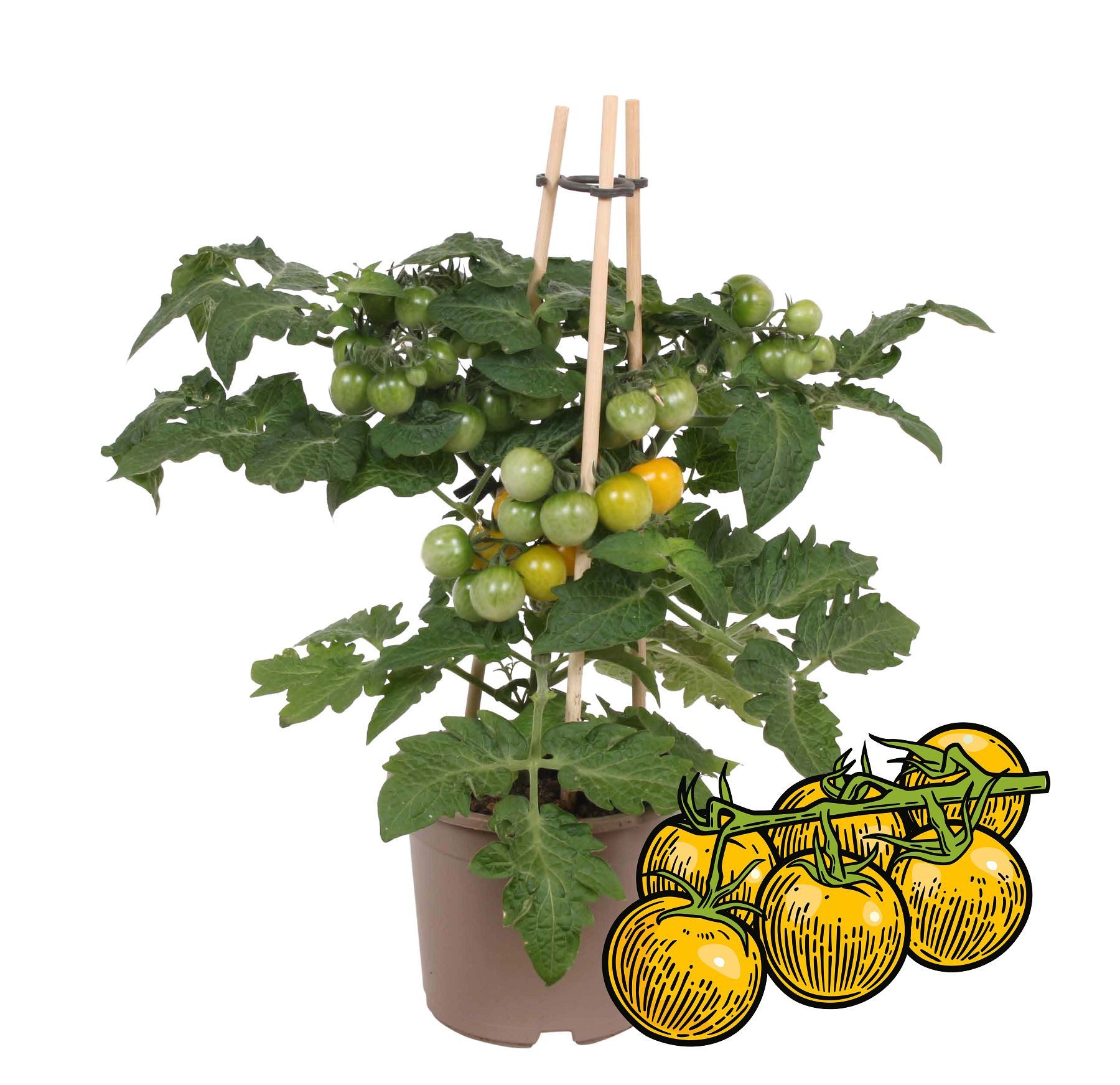 Exotenherz Gemüsepflanze Gelbe Kirschtomate Cherrytomate Pflanze mit Früchten 14cm Topf