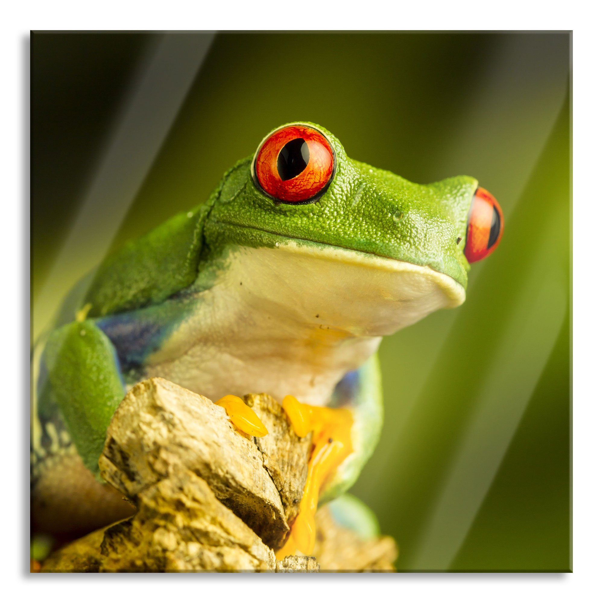 Grüner Frosch, Grüner Glasbild Frosch Echtglas, Rotaugen St), und (1 Abstandshalter Glasbild Rotaugen Aufhängungen aus inkl. Pixxprint