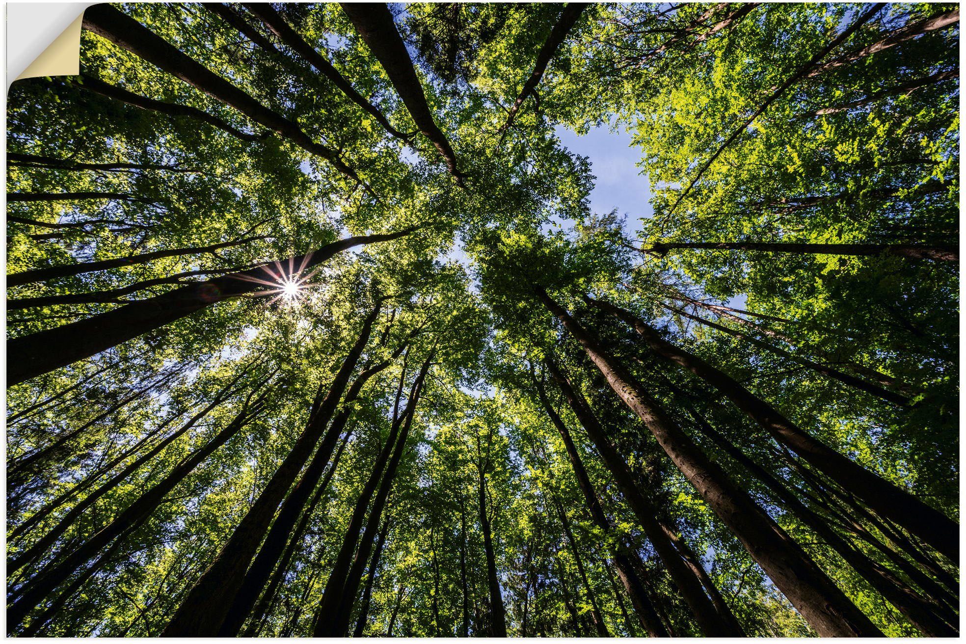 [Erstklassige Qualität garantiert!] Artland Wandbild Bäume oder Poster Alubild, Sommer, (1 als Größen Leinwandbild, in Baumbilder unten St), versch. von im Wandaufkleber