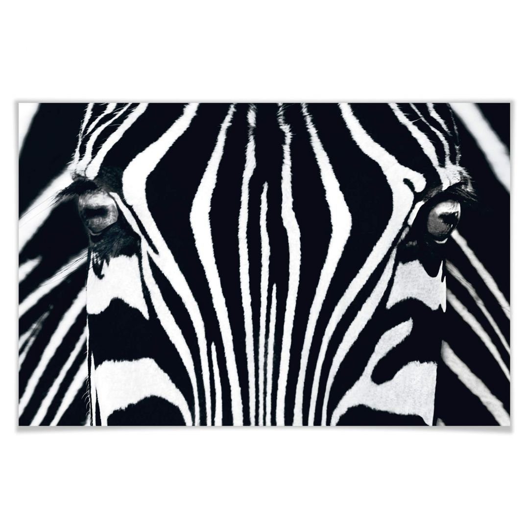 Wizard + Genius Poster XXL Poster Safari Black & White Zebra Pferd Wandposter 175x115 cm, Wohnzimmer Wandbild modern