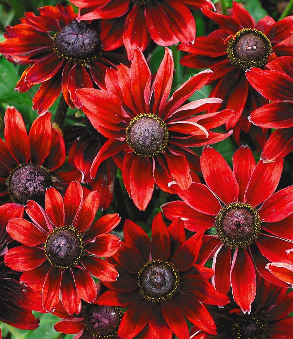 BALDUR Garten Staude Rudbeckia 'Cherry Brandy', 3 St., Sonnenhut,winterhart, monatelange Blüte