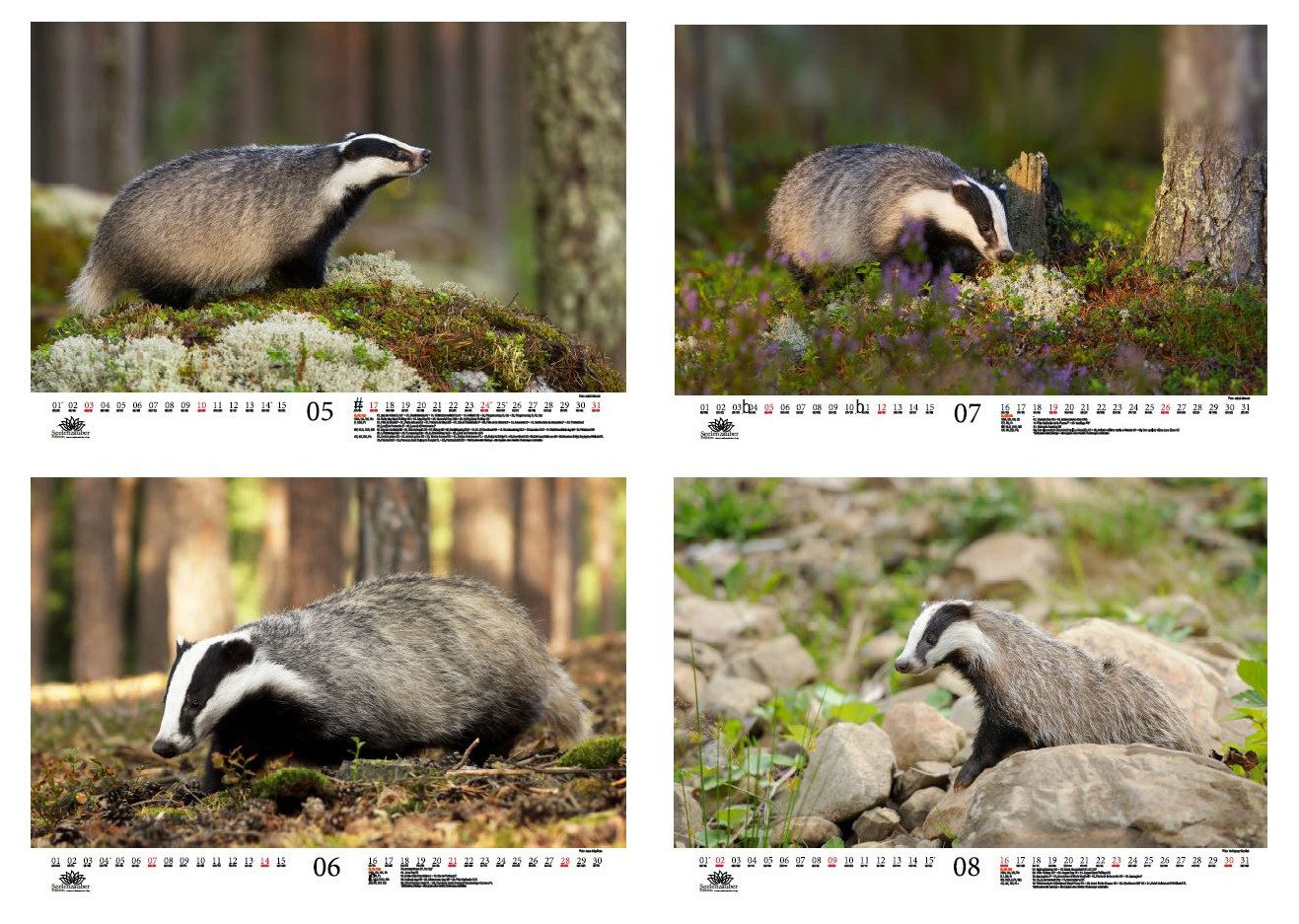 Seelenzauber Wandkalender Tierzauber Dachse DIN A3 Kalender für 2026 Wald Natur Baum