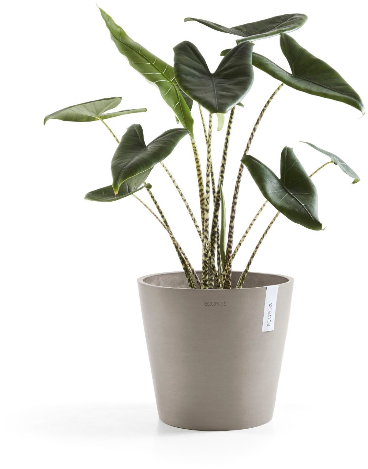 ECOPOTS Blumentopf Amsterdam 30 + Wassersystem Taupe, für innen und außen: frostsicher, bruchsicher und lichtbeständig