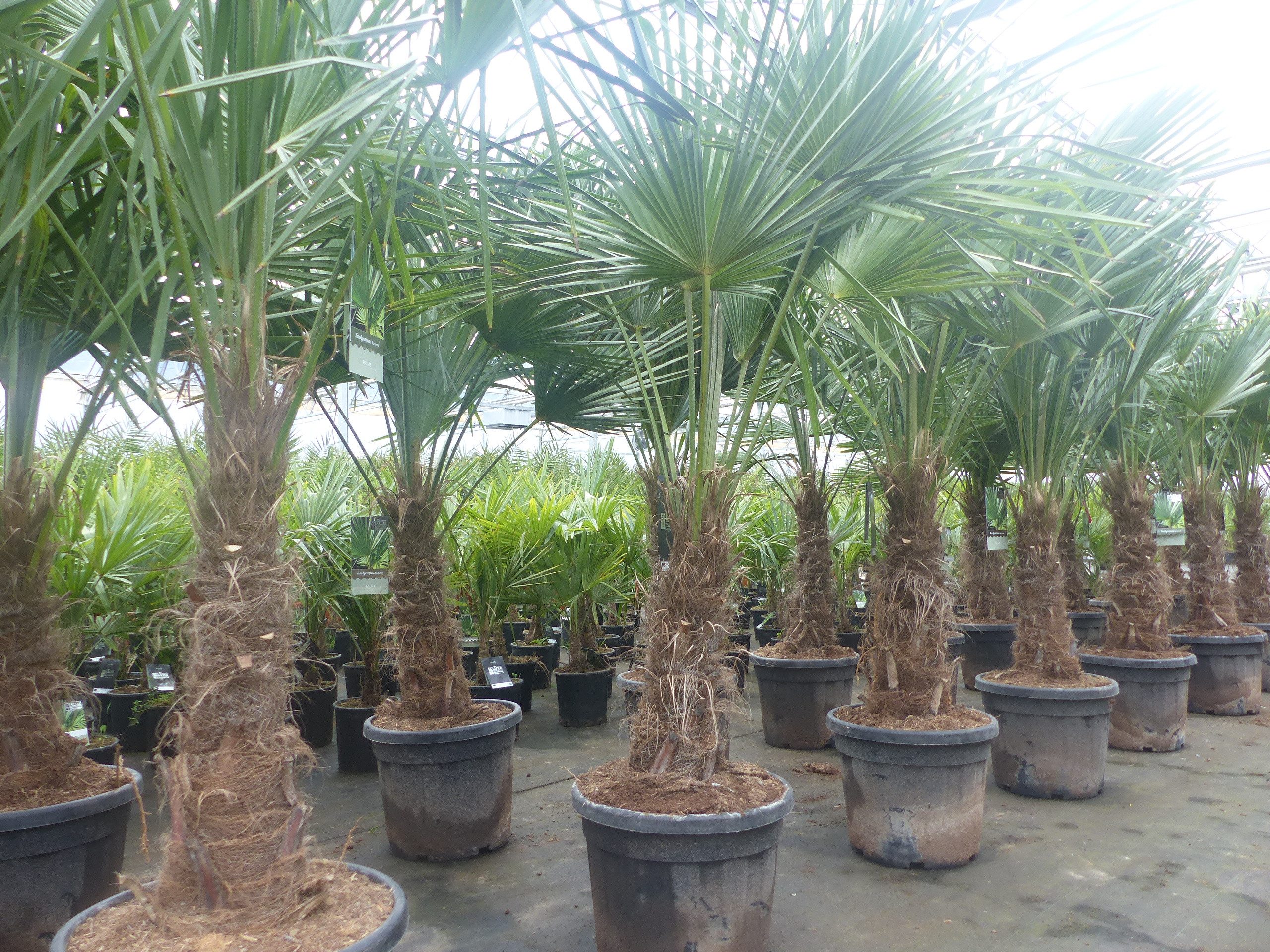 gruenwaren jakubik Baum 2 Stk Palmenset Trachycarpus fortunei dicke Stämme 200 cm Hanfpalme