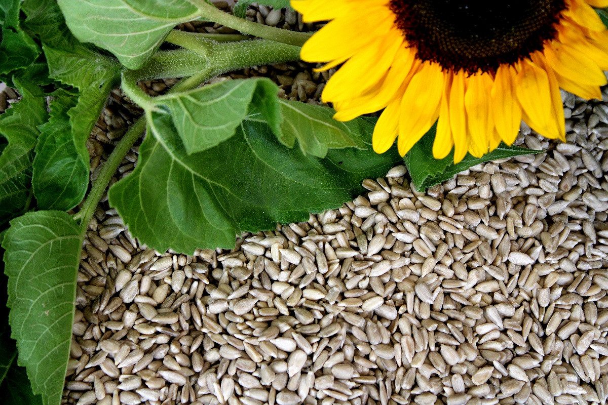 futterbauer Futterbauer 2 x 10 kg Sonnenblumenkerne geschält Vogelfutter, für: Vogel