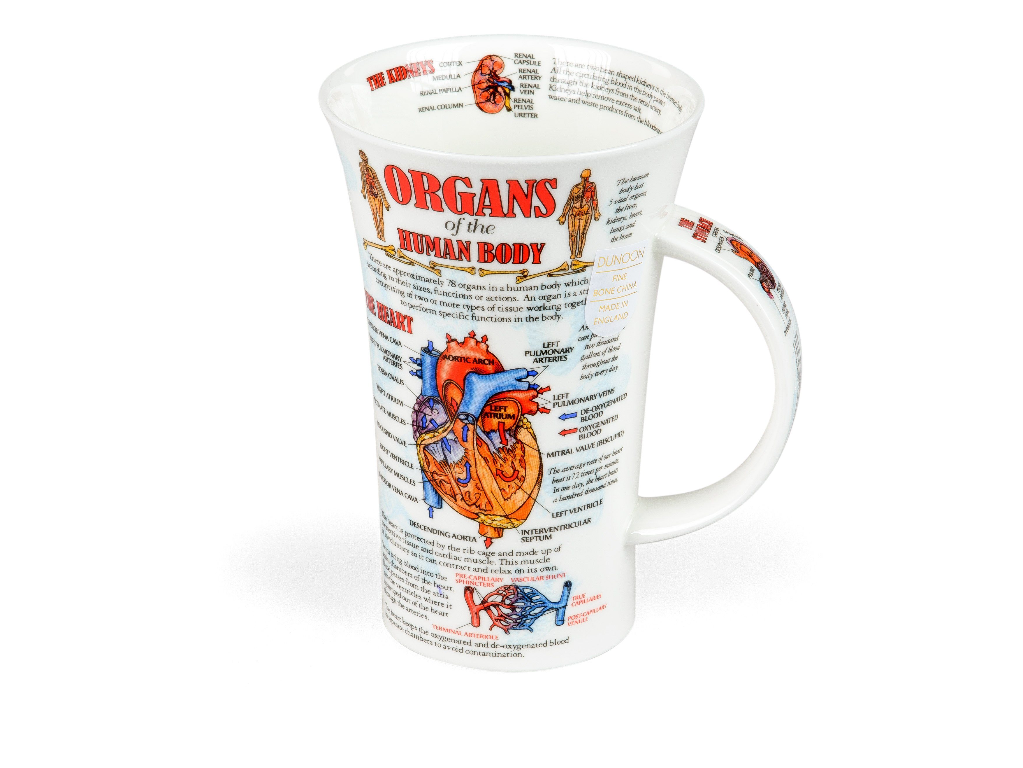 formano Tasse Becher Glencoe Organs of Body, Knochenporzellan, detailreiche Illustration