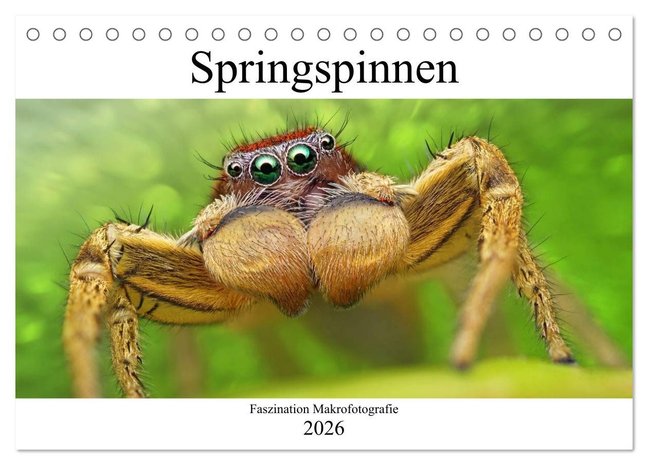 CALVENDO Wandkalender Faszination Makrofotografie: Springspinnen (Tischkalender 2026 DIN A5
