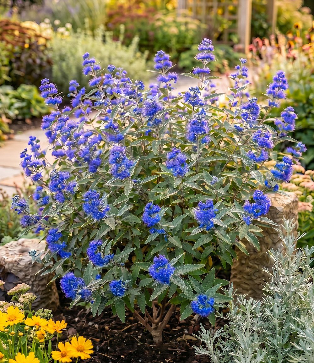 BALDUR Garten Zierstrauch Bartblume 'Blauer Spatz®', 1 St., Bartblumenstrauch,winterhart, mehrjährig, reichblühend