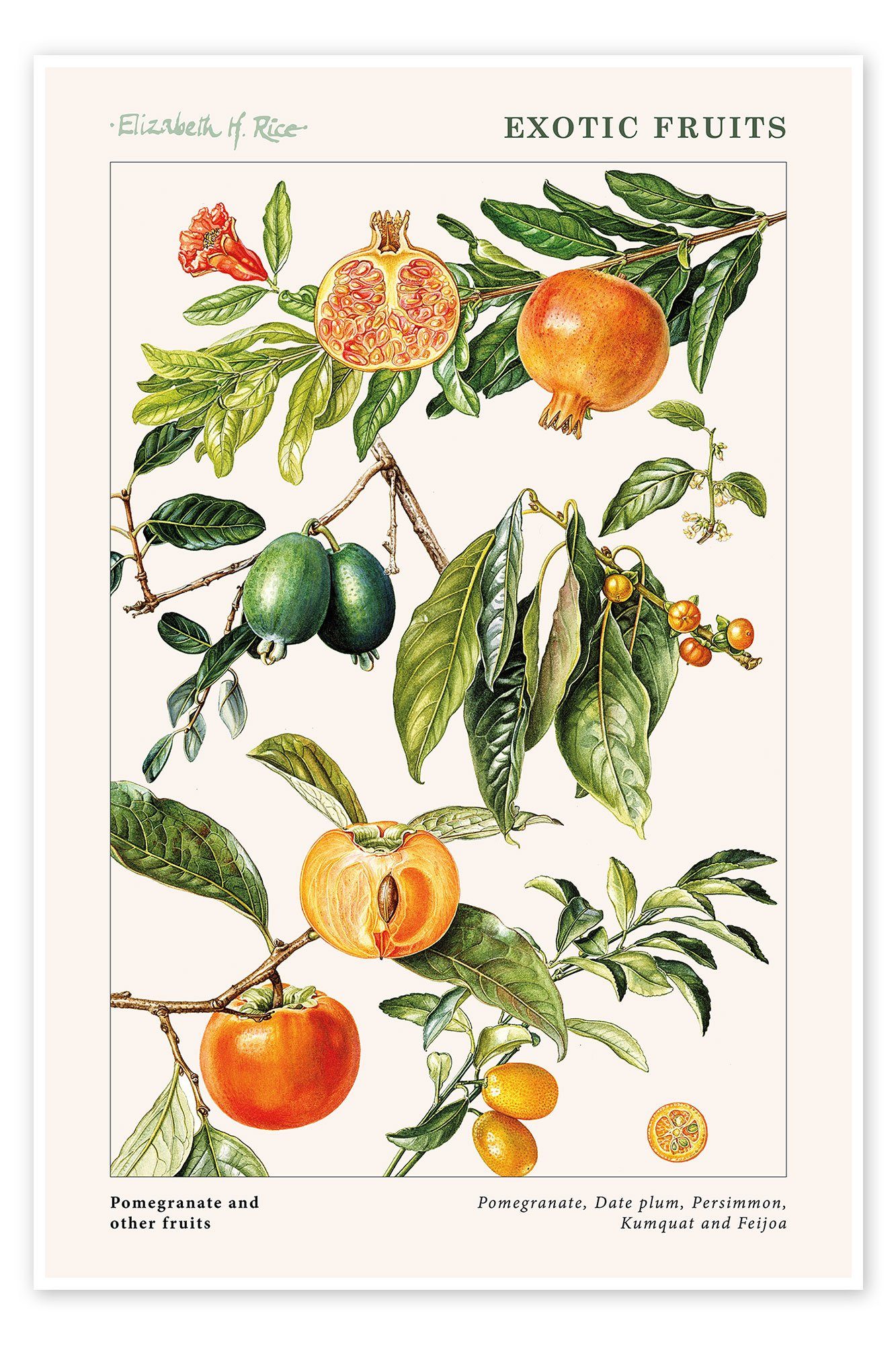 Posterlounge Poster Elizabeth Rice, Granatapfel und andere Früchte, Küche Landhausstil Illustration