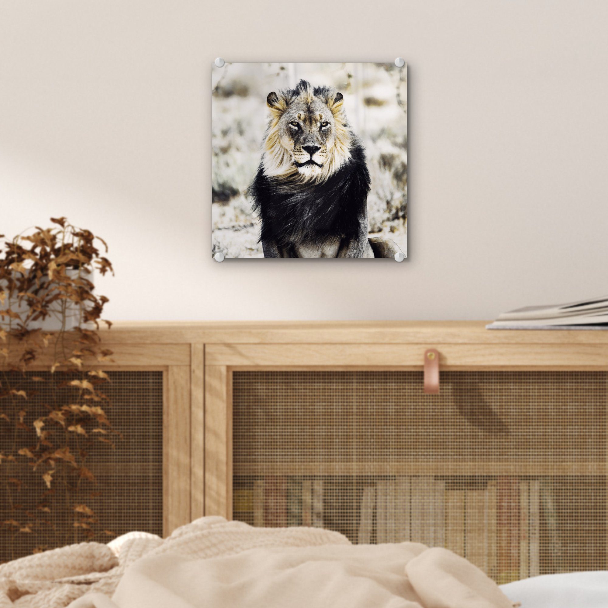 Wandbild auf - auf Löwe Wilde Wanddekoration - Bilder Glasbilder MuchoWow Glas Acrylglasbild - St), - - Tiere Foto Schwarz, (1 Glas