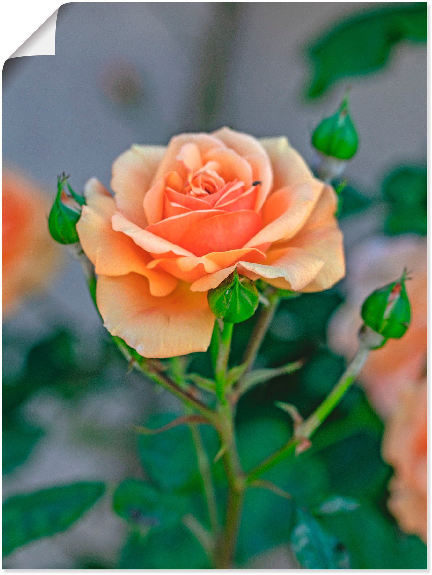Blumen versch. (1 St), Artland Wandaufkleber Rose, als Größen Alubild, Wandbild oder in Leinwandbild, Orange Poster