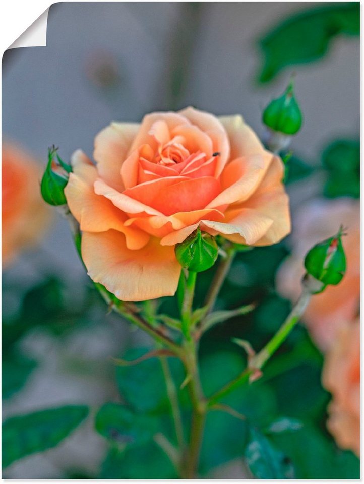 Artland Wandbild Orange Rose, Blumen (1 St), als Alubild, Leinwandbild,  Wandaufkleber oder Poster in versch. Größen