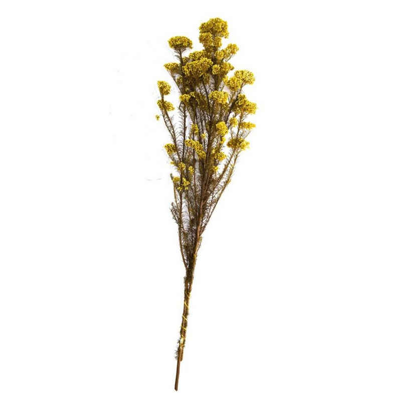 Trockenblume Reisblume gelb - rice flower - Ozothamnus diosmifolius - 79,4 cm - 70g, DIJK