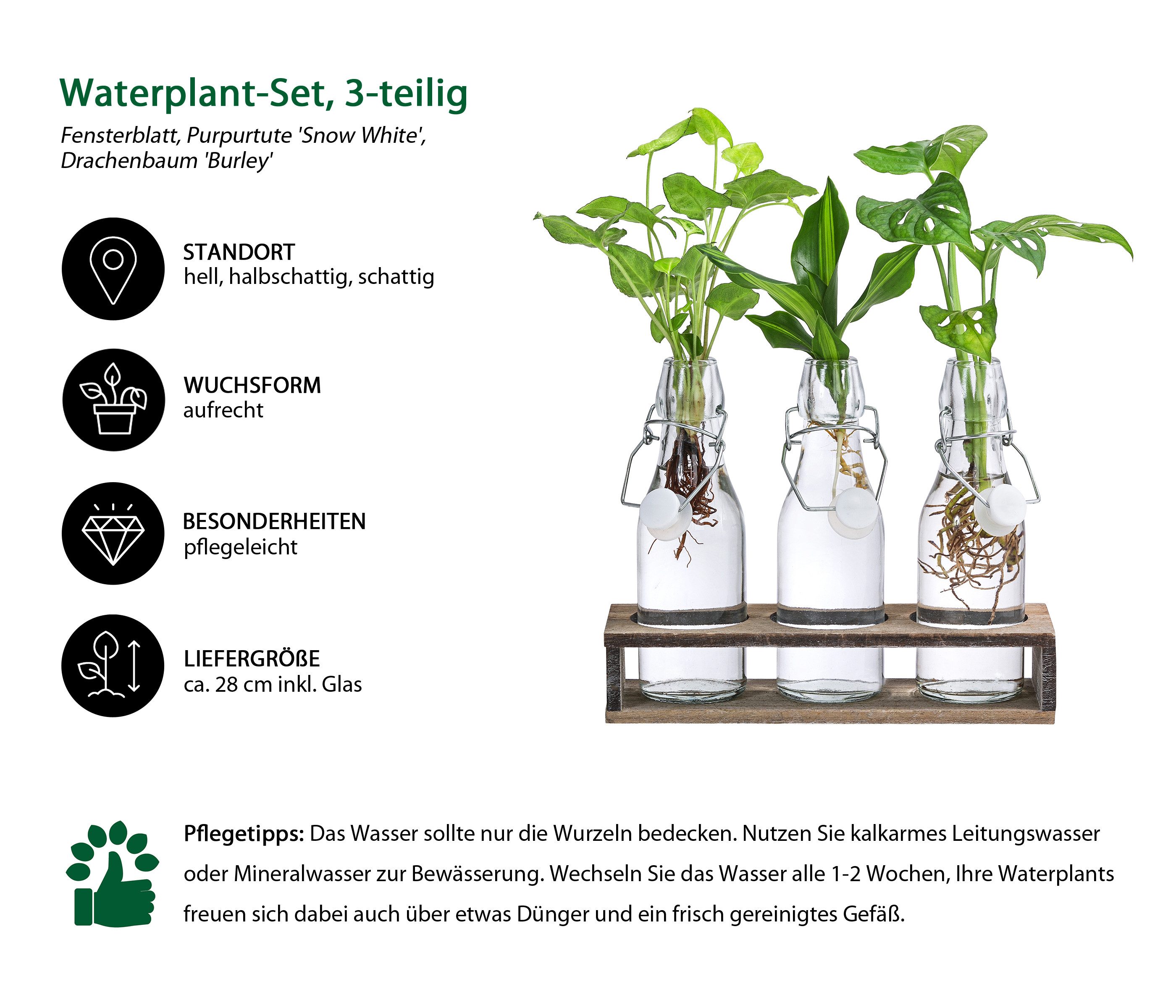 Dehner Zimmerpflanze Waterplant - Set, je 1x Monstera, Purpurtute, Drachenb günstig online kaufen