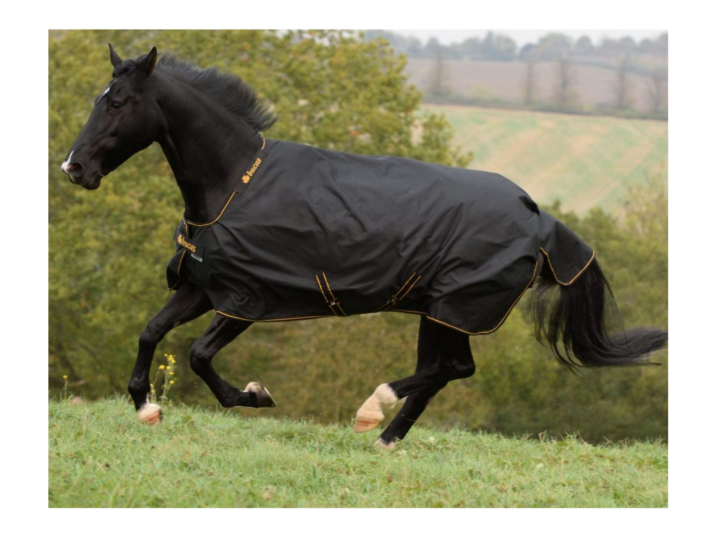 Bucas Ausreitdecke Outdoordecke Irish Turnout Extra 300g in Black/Gold