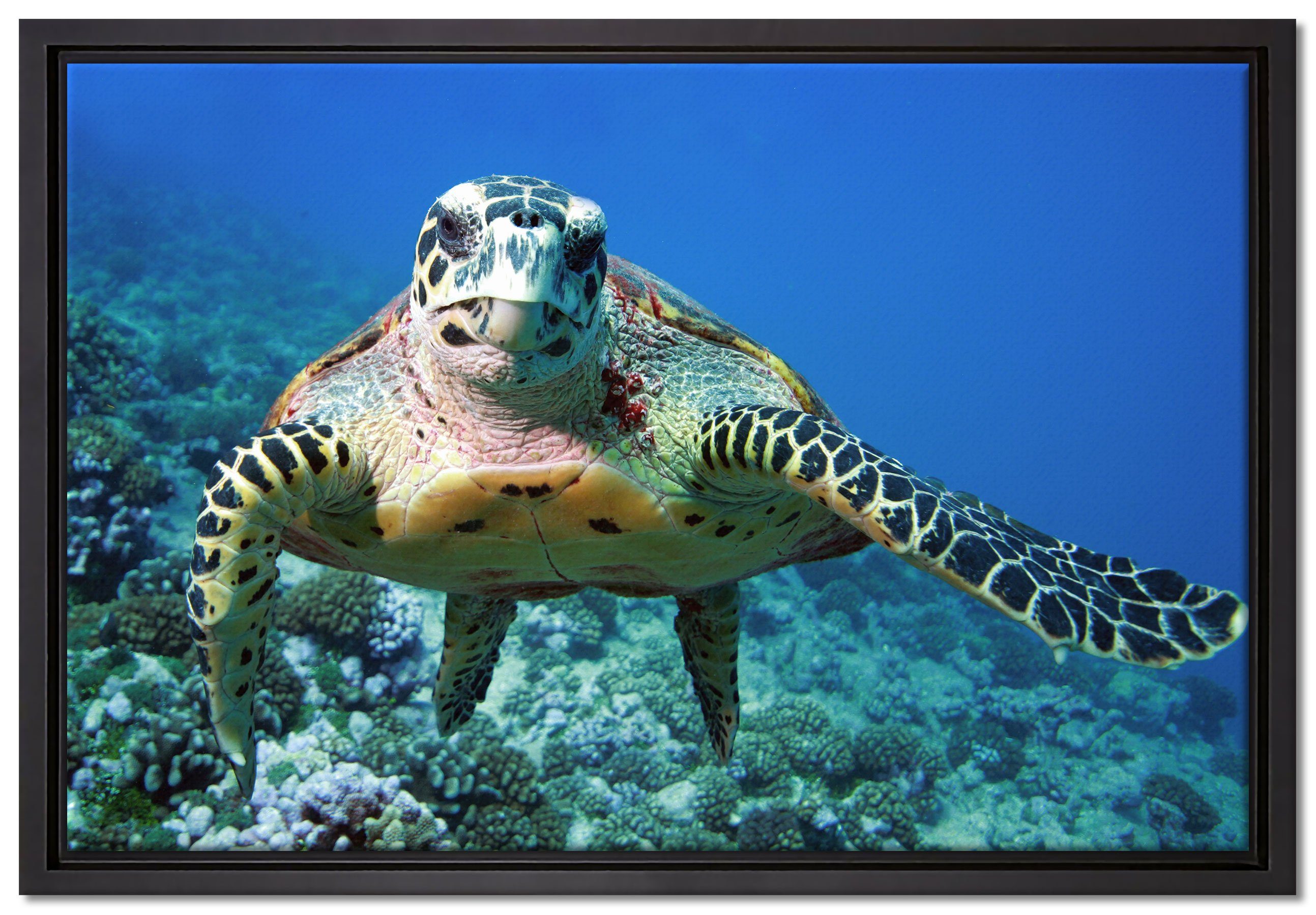 Pixxprint Wanddekoration Leinwandbild (1 gefasst, Schattenfugen-Bilderrahmen Zackenaufhänger Leinwandbild einem fertig inkl. in Korallenriff, St), bespannt, Schildkröte