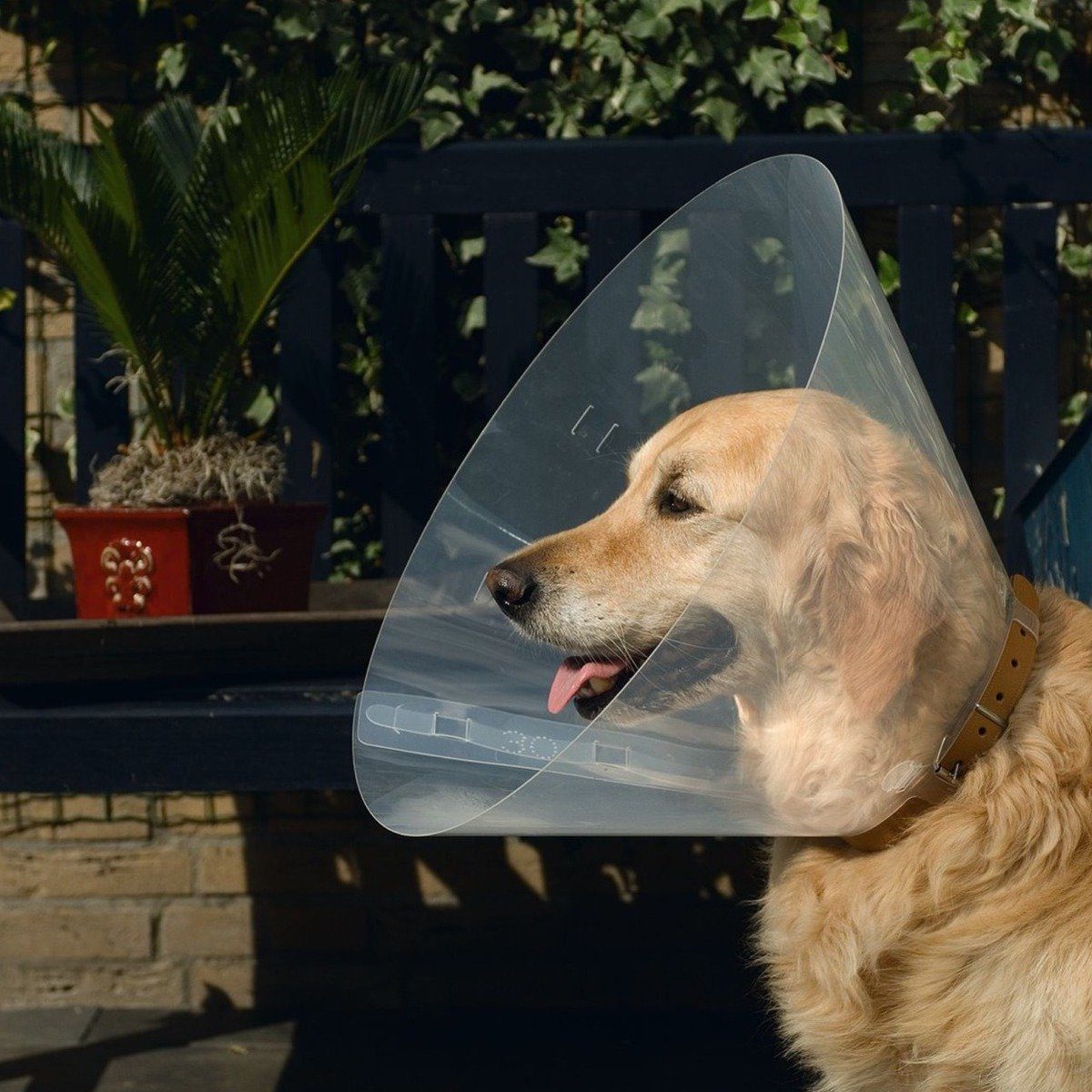 Schutzkragen Hundekragen Kunststoff