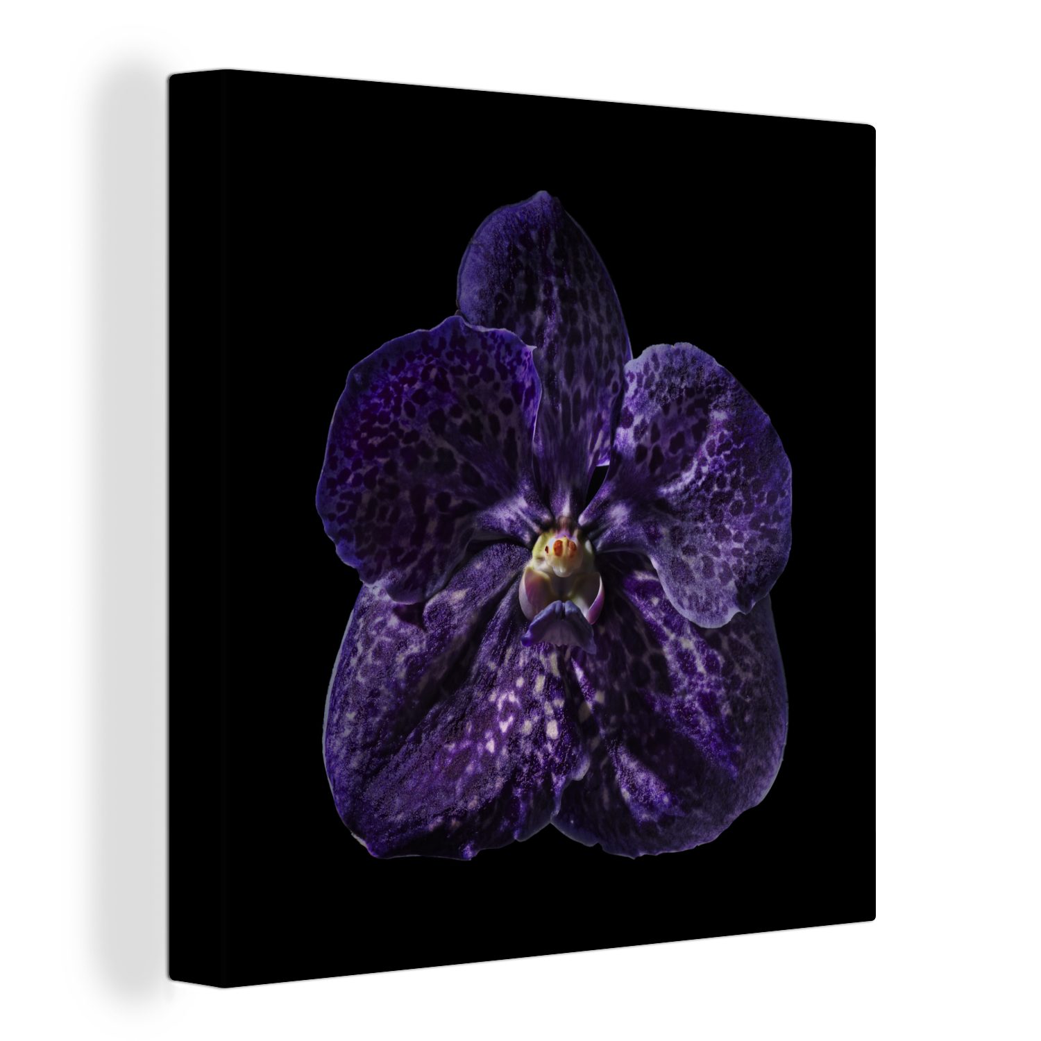 OneMillionCanvasses® Leinwandbild Nahaufnahme einer lila Orchidee vor schwarzem Hintergrund, (1 St), Leinwand Bilder für Wohnzimmer Schlafzimmer