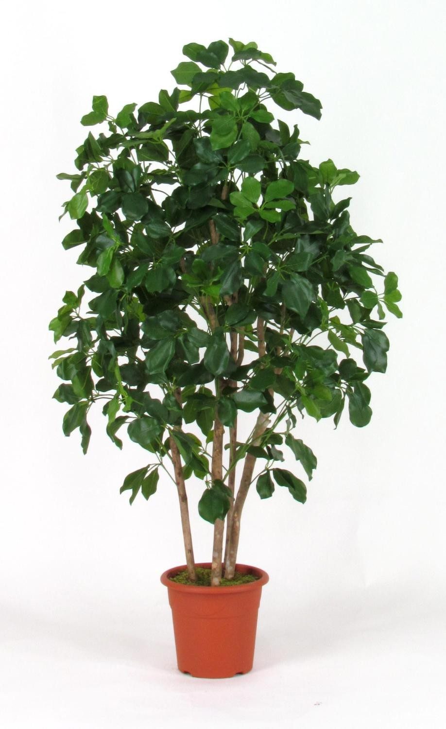 Kunstbaum Deko Schefflera Nanette, Echtstämme, grün, 175cm - Made in Italy Schefflera, artplants, Höhe 175.0 cm