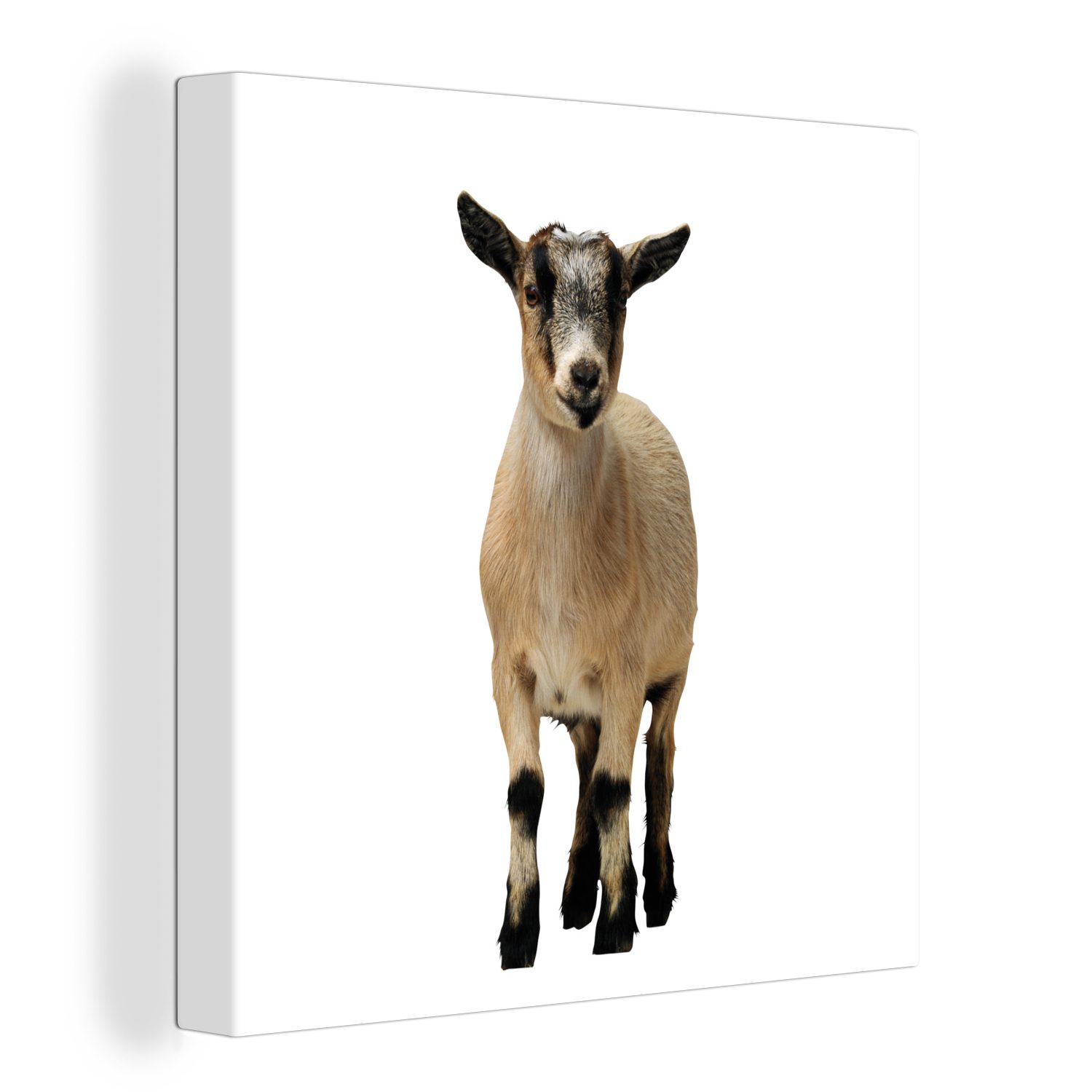 OneMillionCanvasses® Leinwandbild Kleine Ziege mit weißem Hintergrund, (1 St), Leinwand Bilder für Wohnzimmer Schlafzimmer