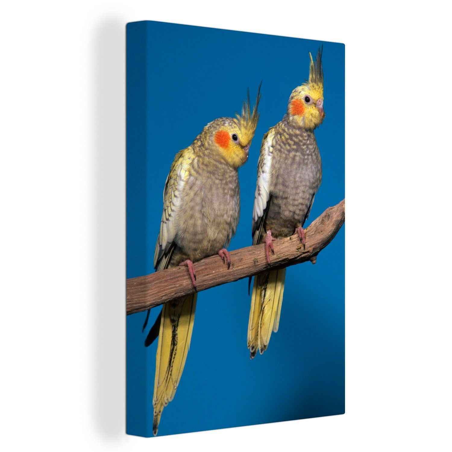 OneMillionCanvasses® Leinwandbild Zwei junge Zackenaufhänger, Leinwandbild (1 fertig Kakadus Ast, St), auf 20x30 cm bespannt Gemälde, inkl. einem