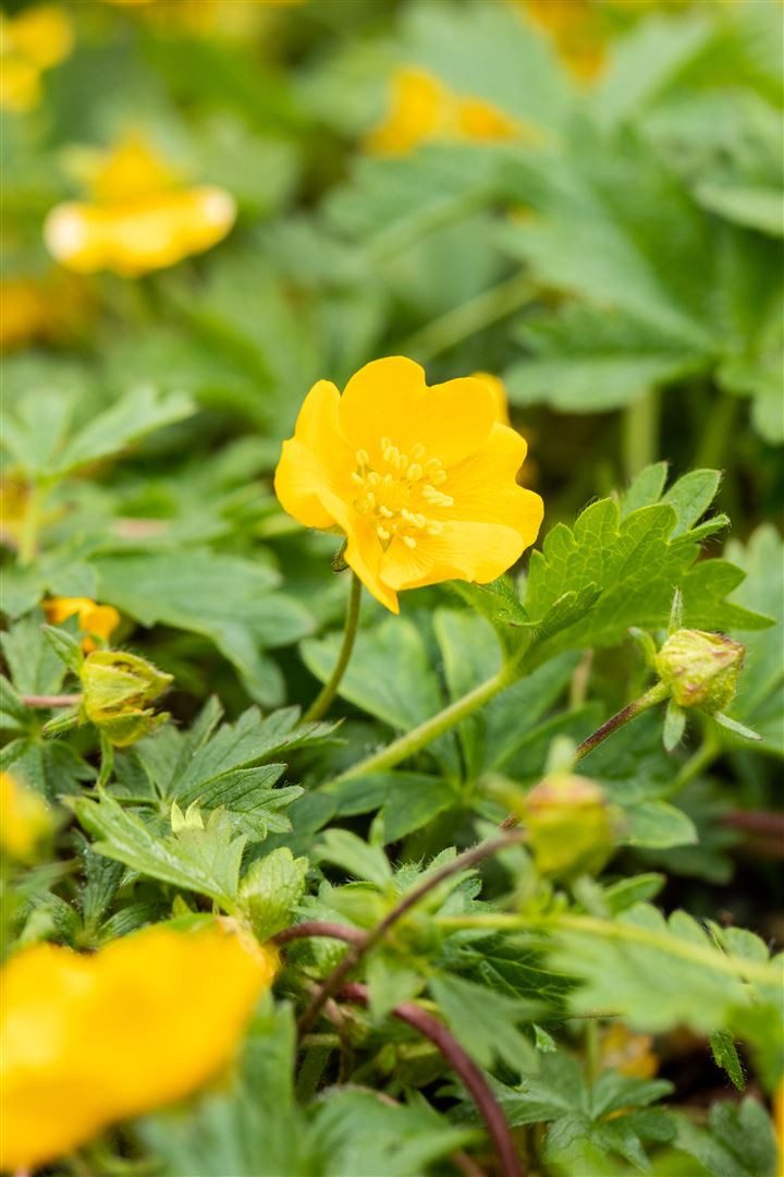 Pflanzen für Dich Bodendecker Potentilla crantzii Goldrausch, 1 St., Fingerkraut, Gold-Fingerkraut, goldgelb, bodendecker