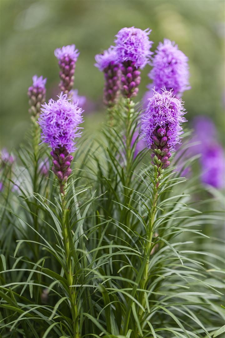 Pflanzen für Dich Staude Liatris spic. Kobold, 1 St., Prachtscharte, Ährige Prachtscharte