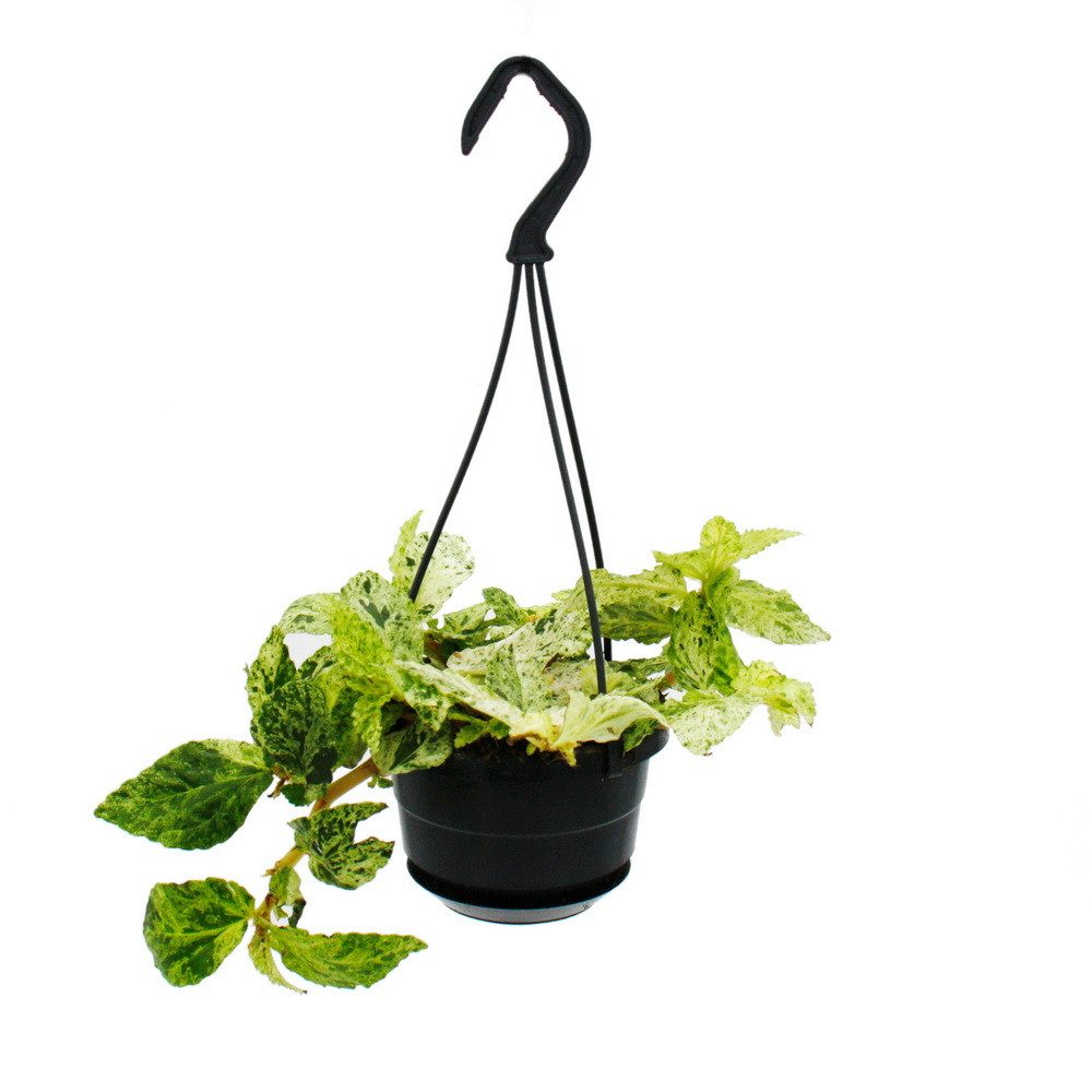 Exotenherz Zimmerpflanze Pflegeleichte Mini-Ampelpflanzen in der 12cm Ampel günstig online kaufen