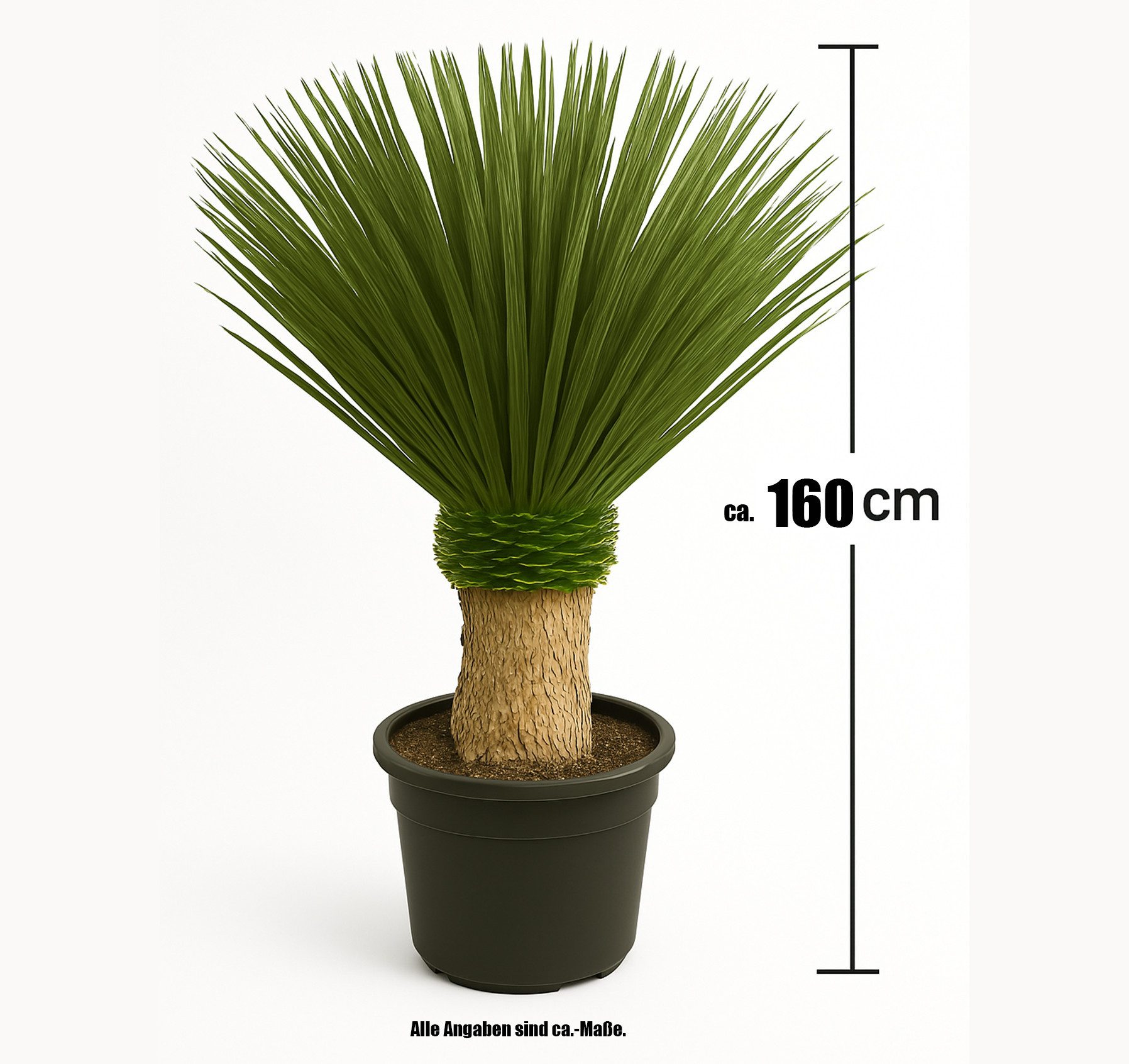 Palms-Store Kübelpflanzen Palme Yucca Rostrata ca. 160 cm Höhe, winterhart bis –19 °C – ideal für mitteleuropäische Gärten