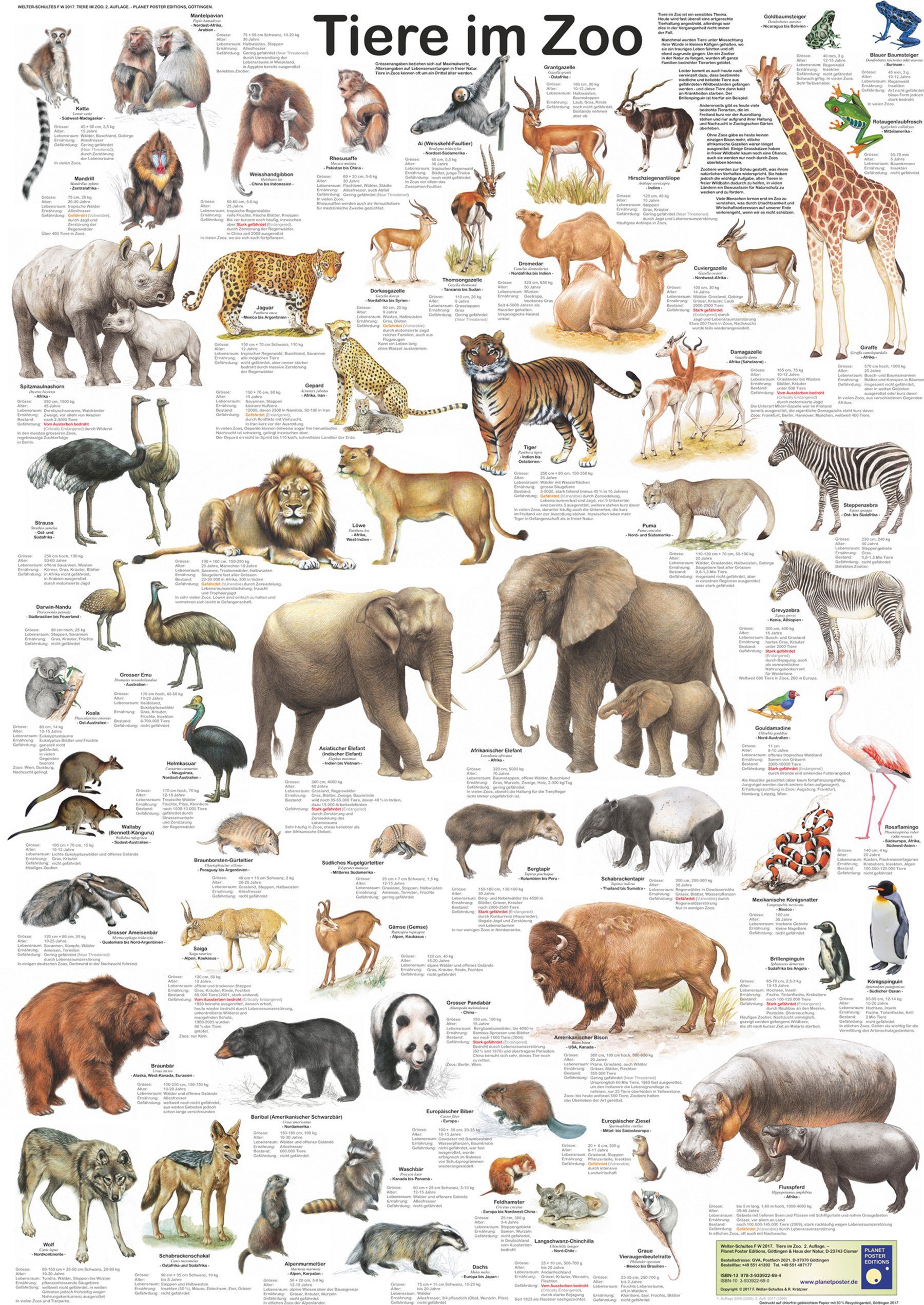 Close Up Poster Tiere im Zoo Poster deutsch DIN A1 59,4 x 84,1 cm