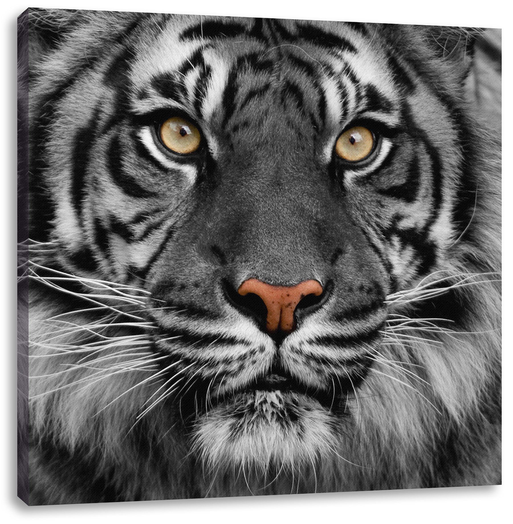 inkl. Aufmerksamer Leinwandbild Zackenaufhänger Tiger, (1 Leinwandbild bespannt, fertig Pixxprint Tiger Aufmerksamer St),