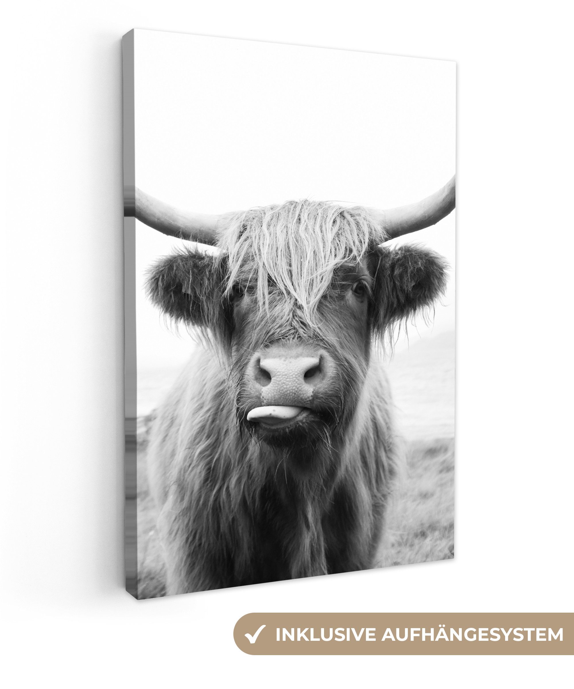 OneMillionCanvasses® Leinwandbild Tiere - Schottischer Highlander günstig online kaufen