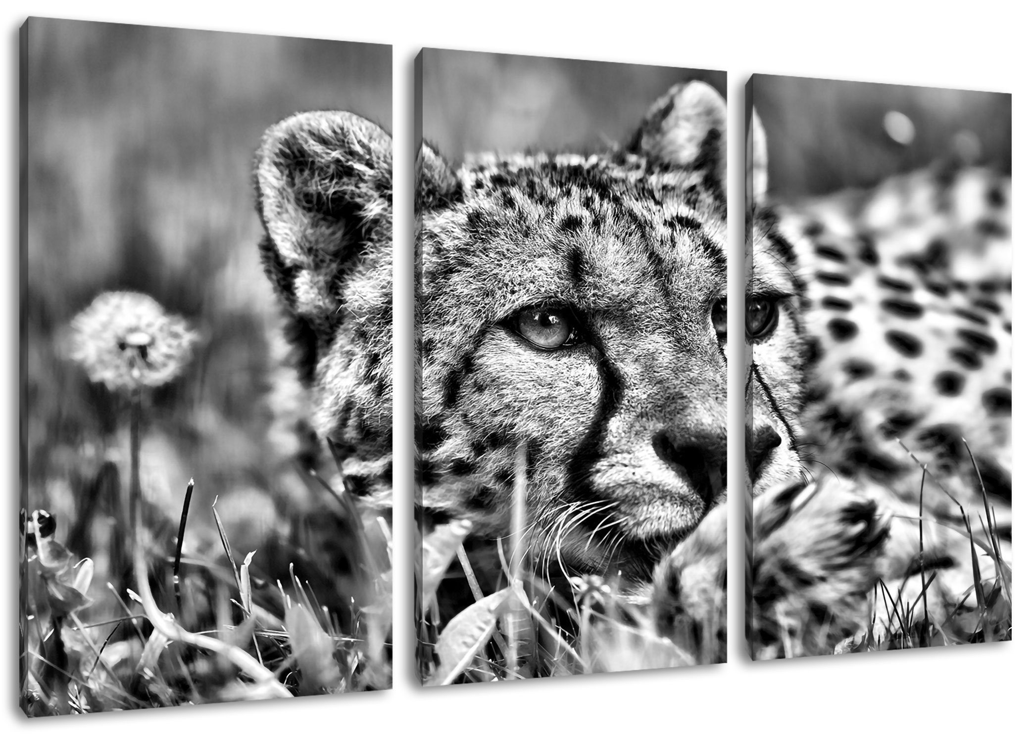 im Pixxprint Zackenaufhänger Gras im Gras, Leinwandbild (1 Gepard bespannt, (120x80cm) inkl. St), Gepard 3Teiler fertig Leinwandbild