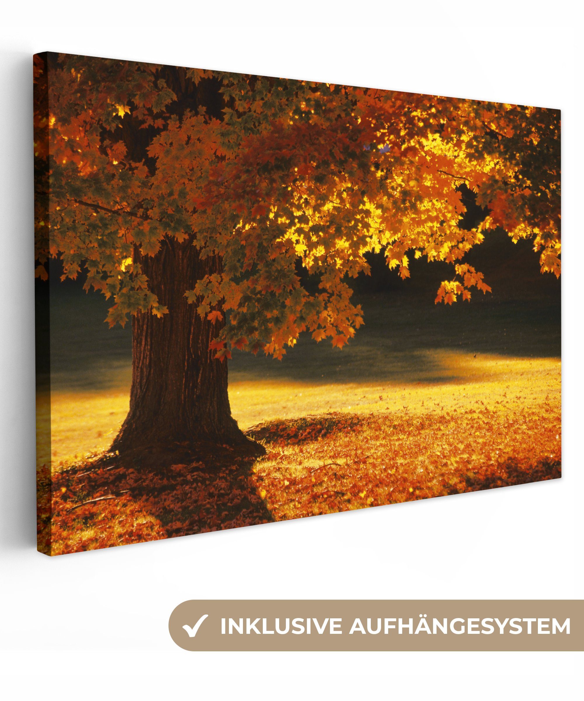 OneMillionCanvasses® Leinwandbild Ein Ahornbaum im St), Leinwandbilder, Aufhängefertig, Wandbild Herbst, 30x20 cm Wanddeko, (1