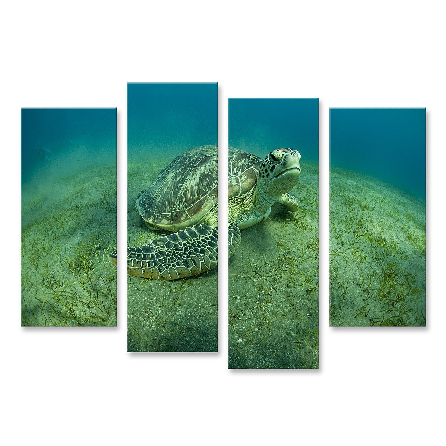 Leinwandbild Bild auf Leinwand Grüne Schildkröte Wandbild Poster Kunstdruck Bilder