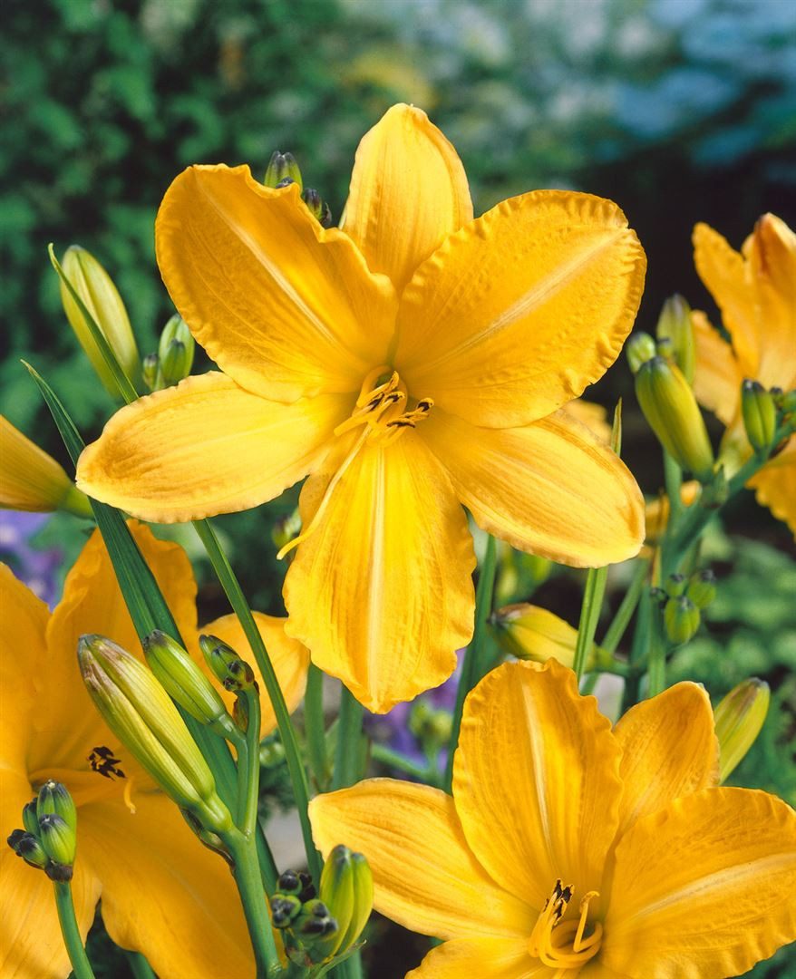 Pflanzen für Dich Staude Hemerocallis cult. Cartwheels, 1 St., Taglilie