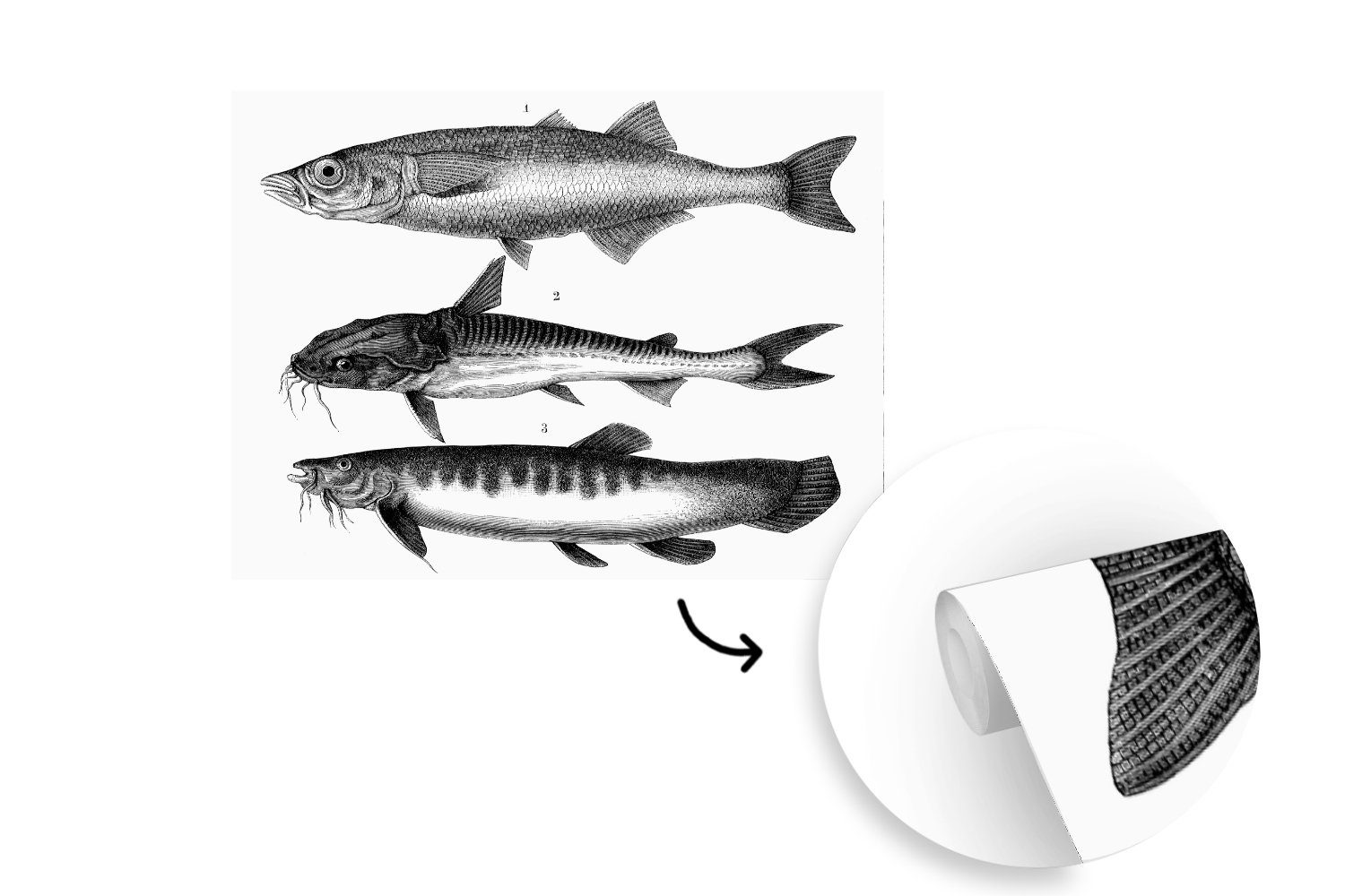 schwarz-weiße Fischen, Küche, Vliestapete (5 Illustration bedruckt, Schlafzimmer drei Fototapete Fototapete MuchoWow für Wohnzimmer Eine Matt, St), von