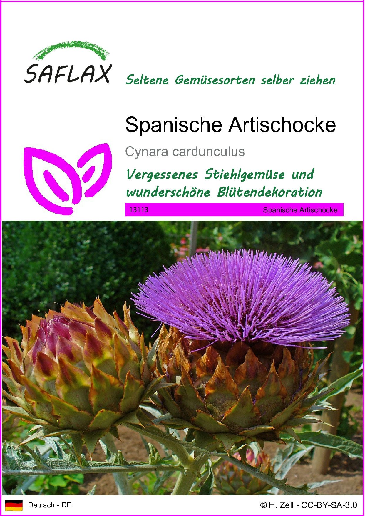 Gemüsesamen SAFLAX - Samen - Spanische Artischocke