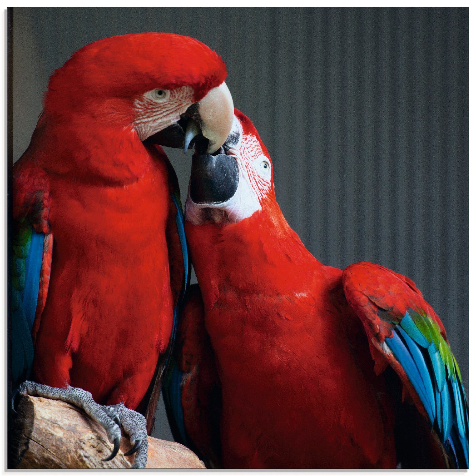 Artland Glasbild Papageien, Vögel (1 St), in verschiedenen Größen