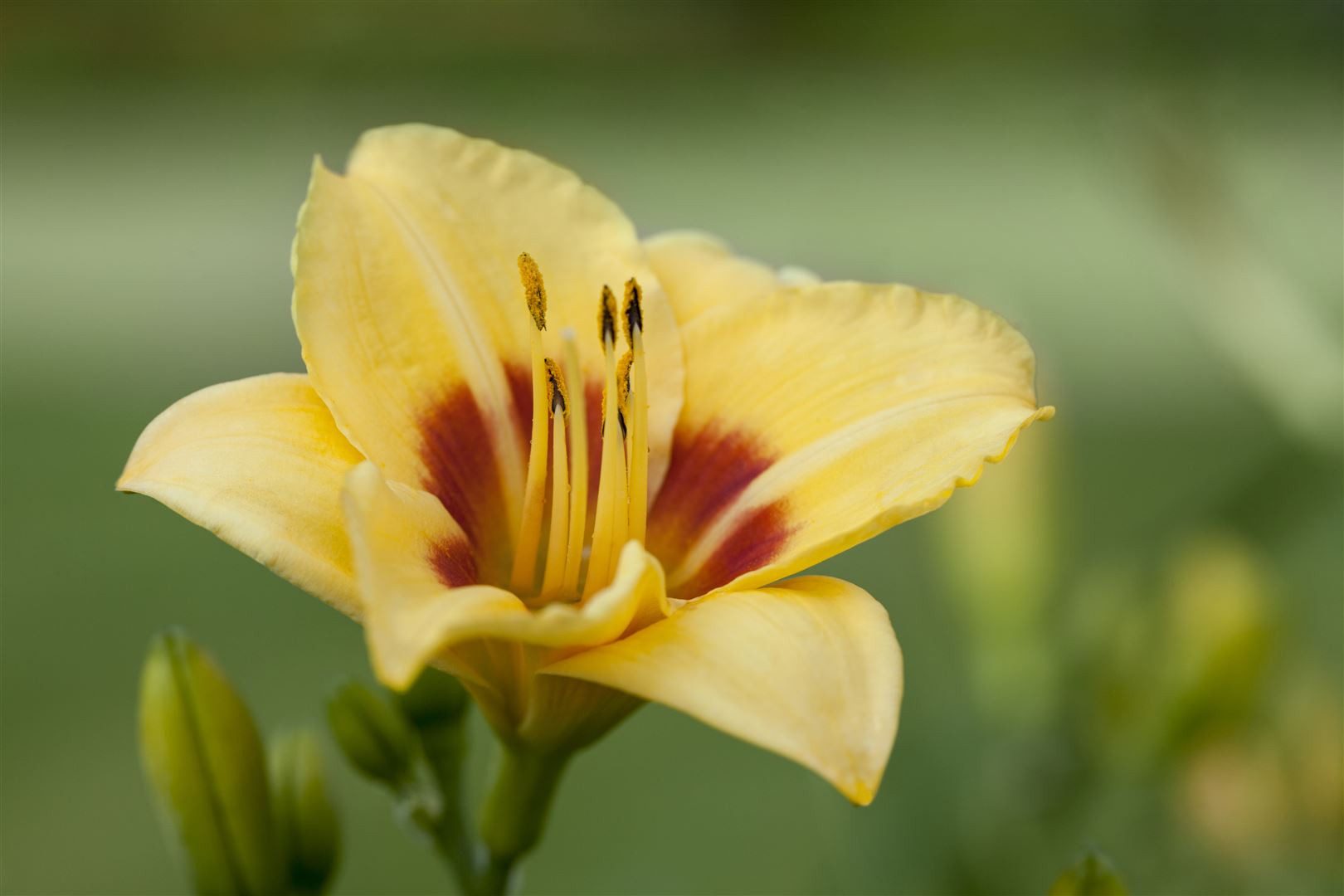 Pflanzen für Dich Staude Hemerocallis cult. Little Cadet, 1 St., Taglilie