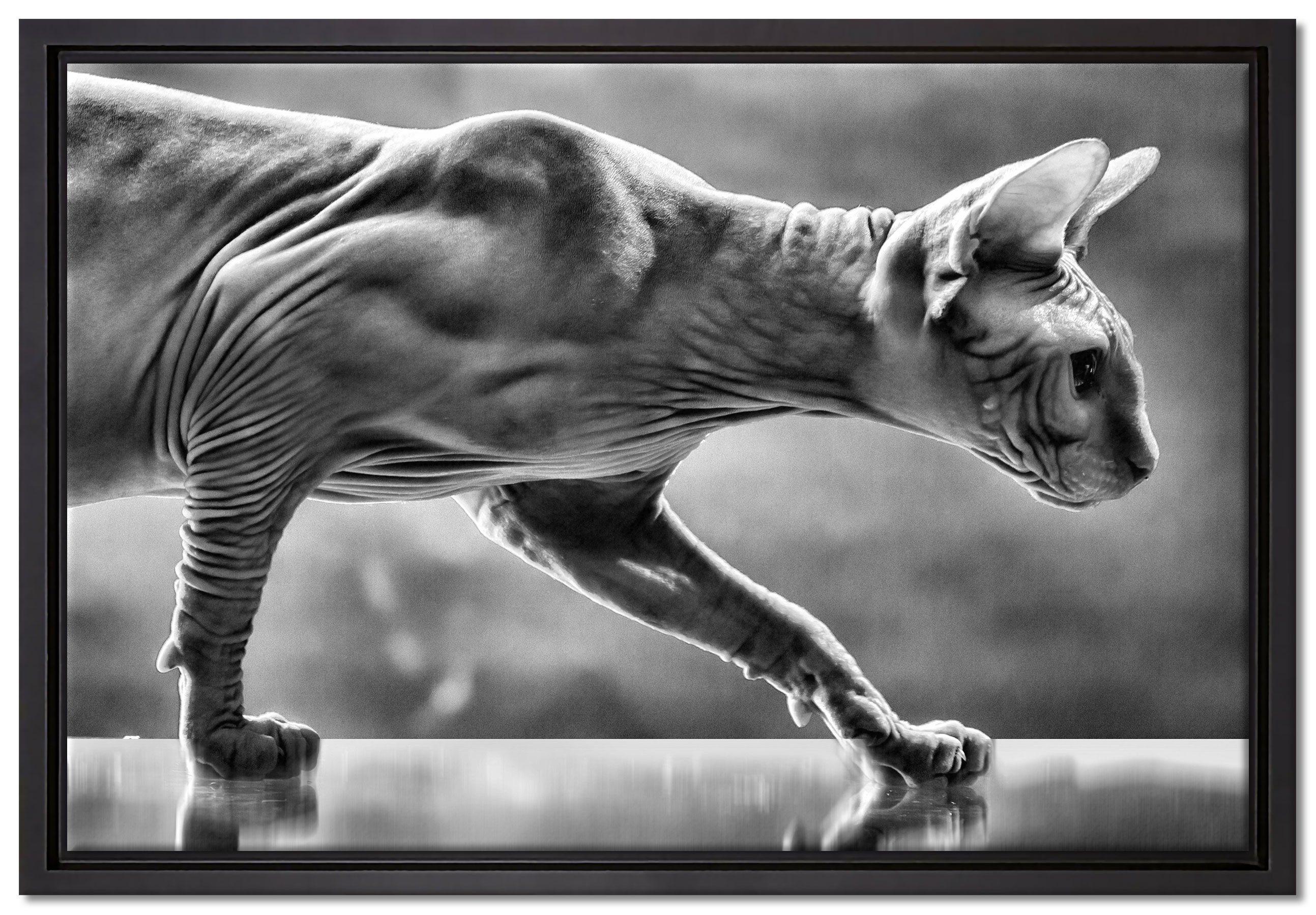 Pixxprint Leinwandbild Einzigartige Sphynx Katze, Wanddekoration (1 St), Leinwandbild fertig bespannt, in einem Schattenfugen-Bilderrahmen gefasst, inkl. Zackenaufhänger