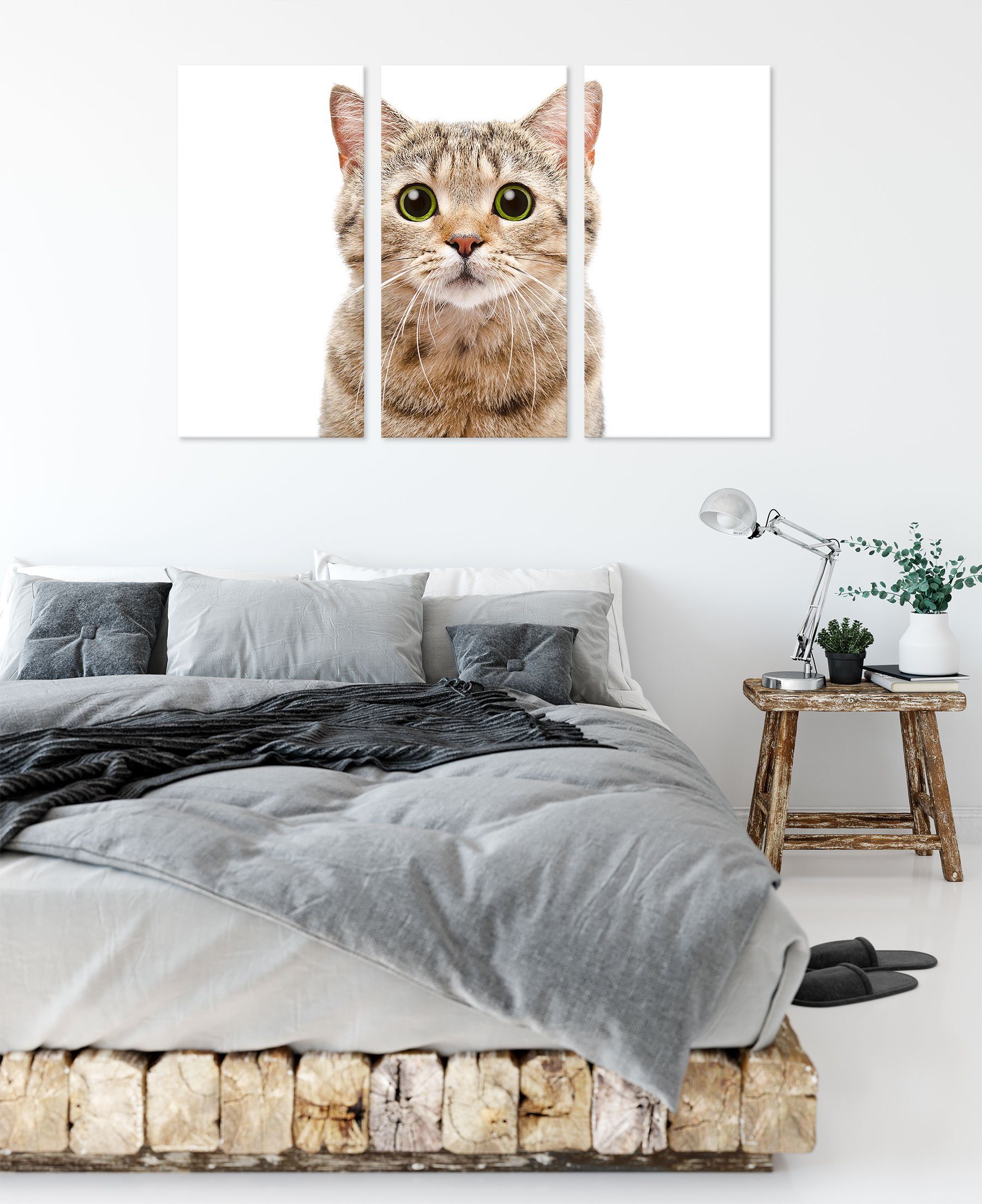 (120x80cm) fertig Katze 3Teiler Pixxprint (1 St), Straight, Straight Katze inkl. Leinwandbild Zackenaufhänger Leinwandbild Scottish Scottish bespannt,