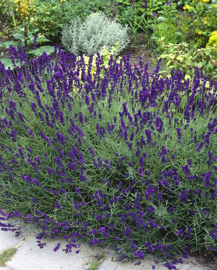 Pflanzen für Dich Staude Lavandula ang. Siesta, 1 St., Lavendel, Echter Lav günstig online kaufen