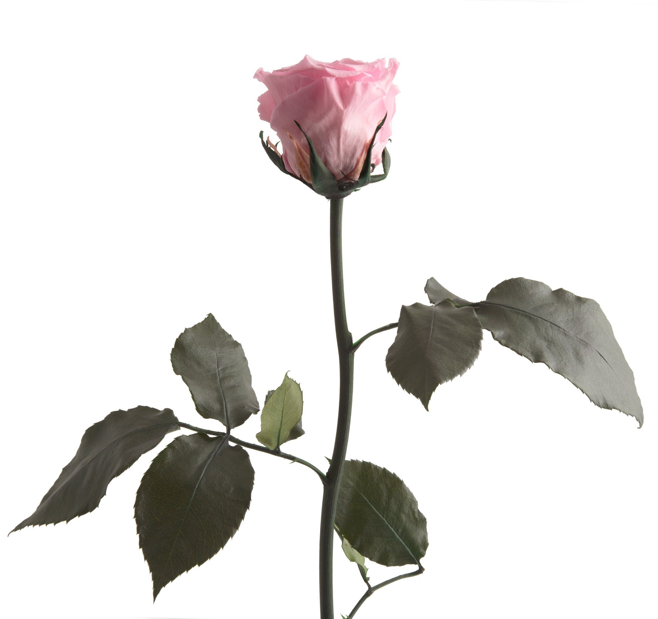 Kunstblume Ewige Rose konserviert mit Stiel echte haltbare Blume Rose, ROSE günstig online kaufen