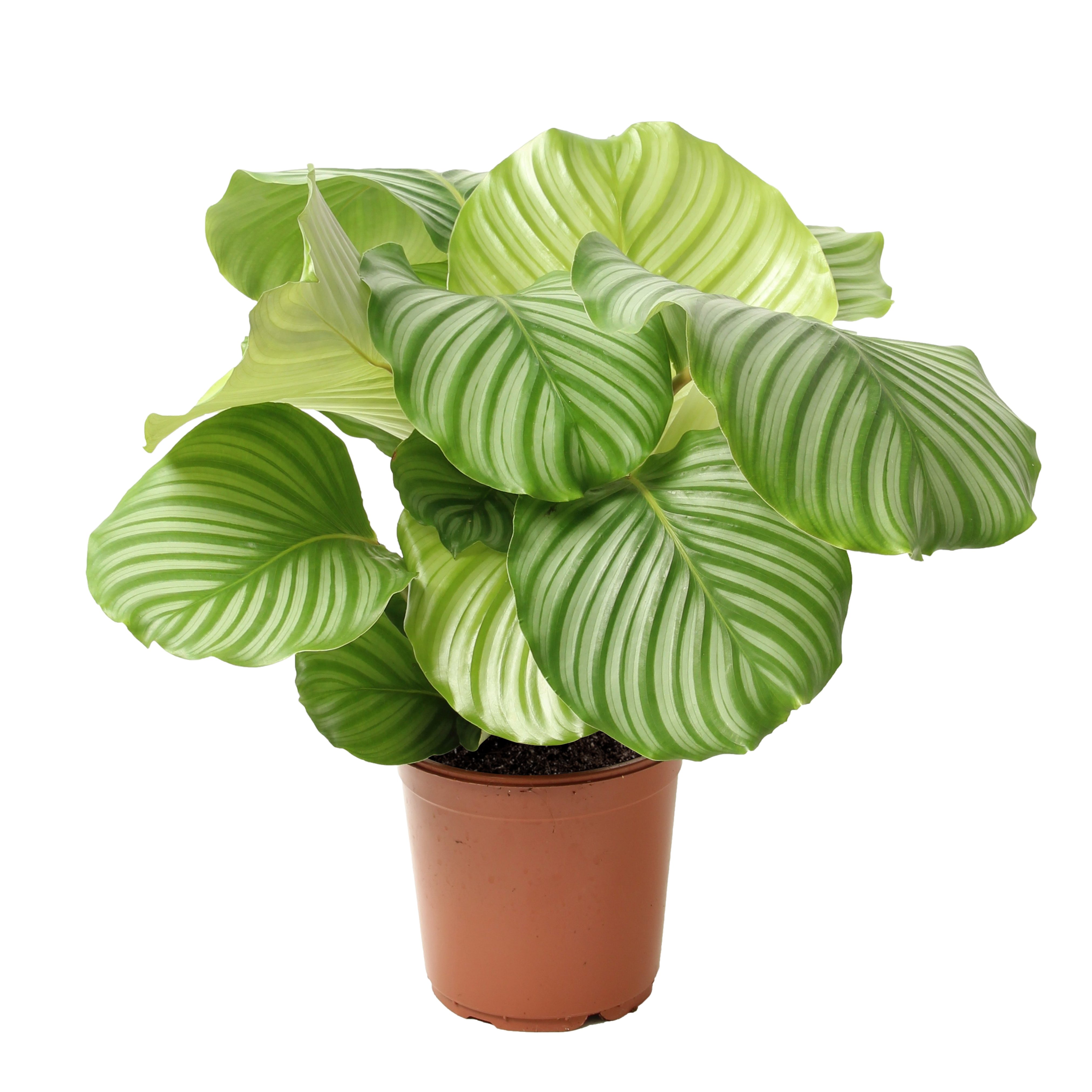 Bloomique Zimmerpflanze Bloomique - Calathea Orbifolia - Korbmarante -Zimmerpflanzen - Pflegel, 1 St.