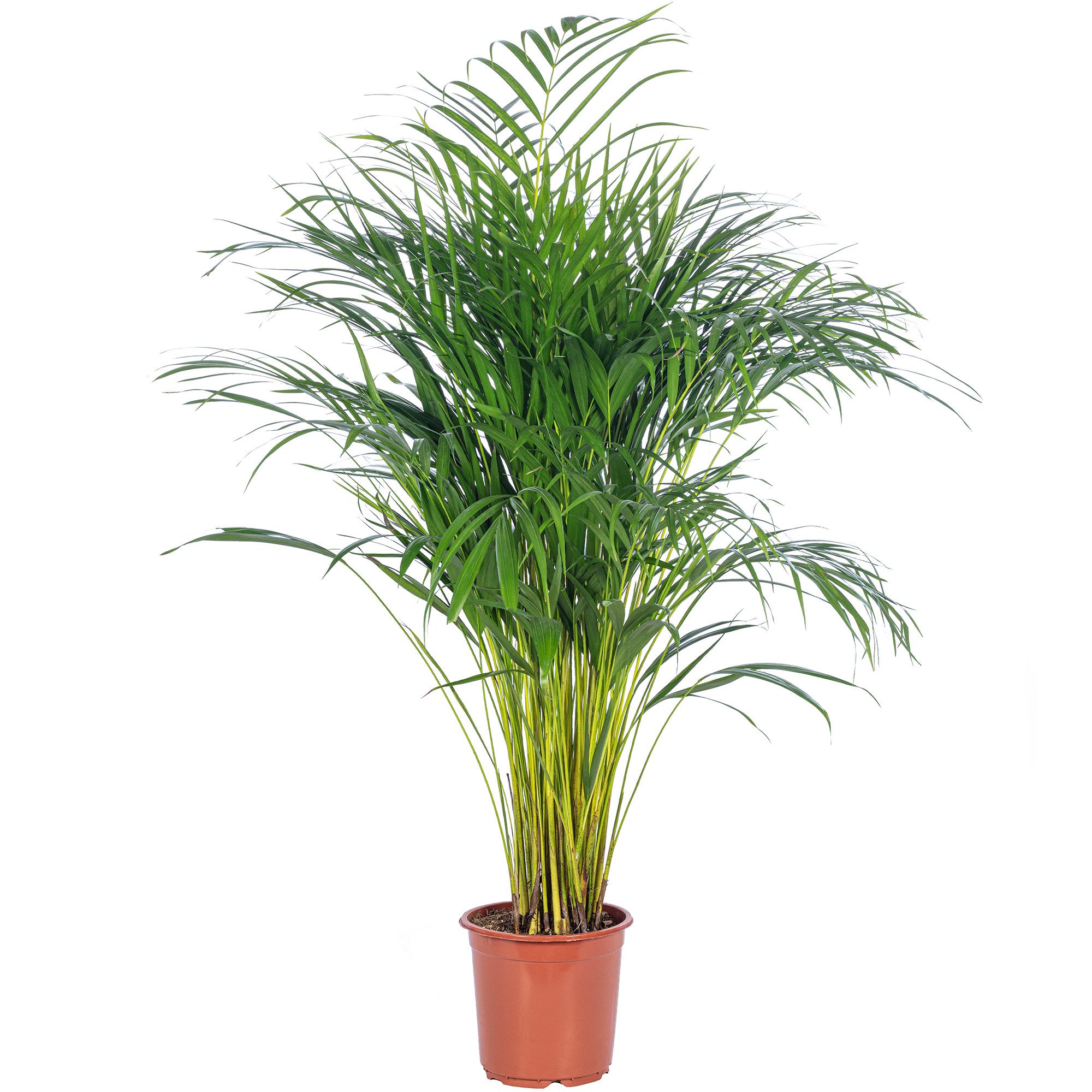 Flowerbox Zimmerpflanze Goldfruchtpalme - Areca Dypsis Lutescens, pflegelei günstig online kaufen