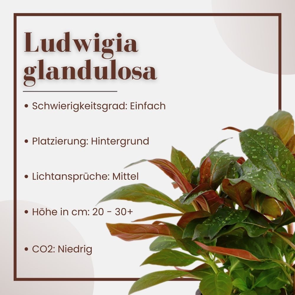 Aquaone Wasserpflanze Aquarium Pflanze Ludwigia glandulosa Nr.335A günstig online kaufen