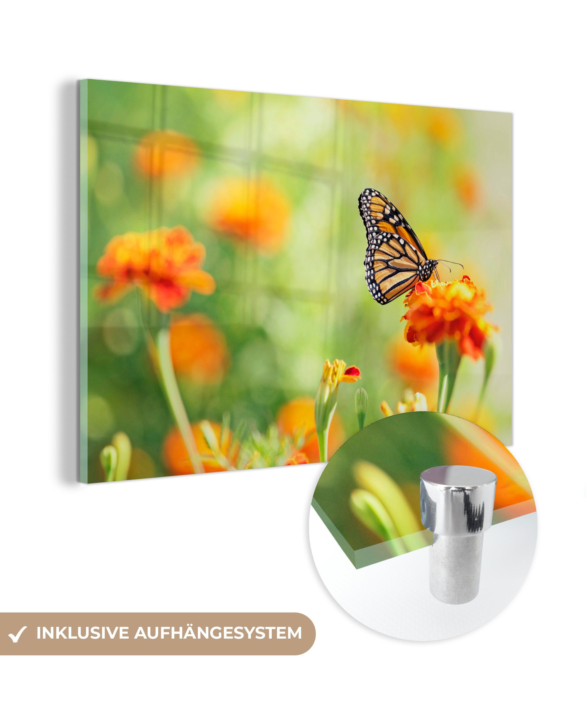MuchoWow Acrylglasbild Monarchfalter auf orangefarbener Blüte, (1 St), Acrylglasbilder Wohnzimmer & Schlafzimmer